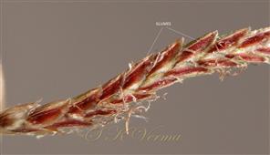  Part of spikelet